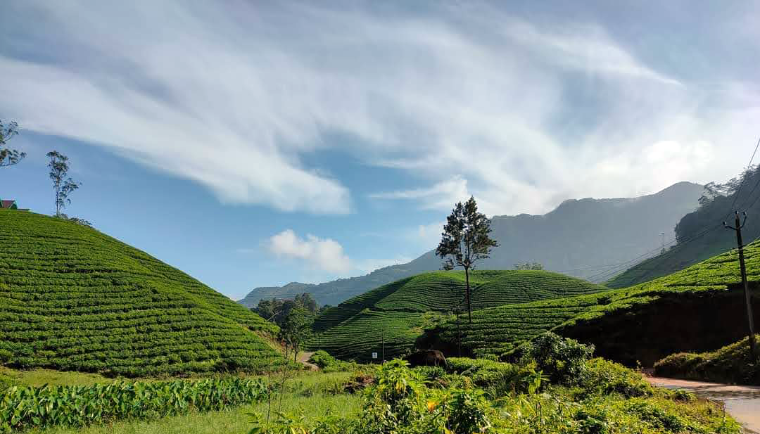 4 Days Munnar Alleppey Kerala Tour Packages